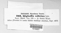 Diplodia salicina image